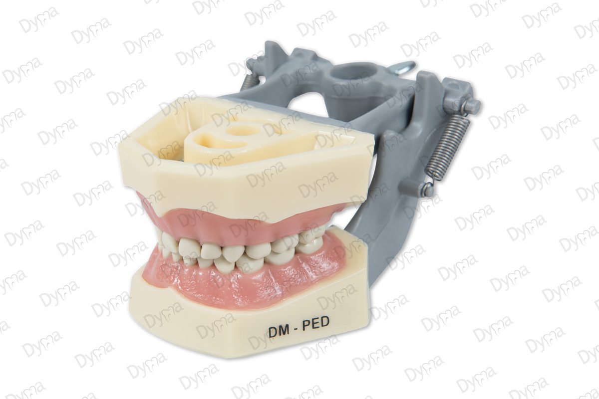Dyma® Pediatric articulated dental model reference DMPED (typodont