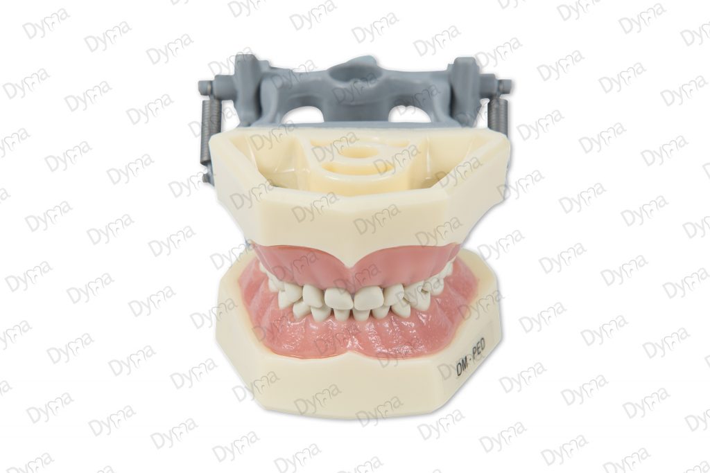 Dyma® Pediatric articulated dental model reference DMPED (typodont